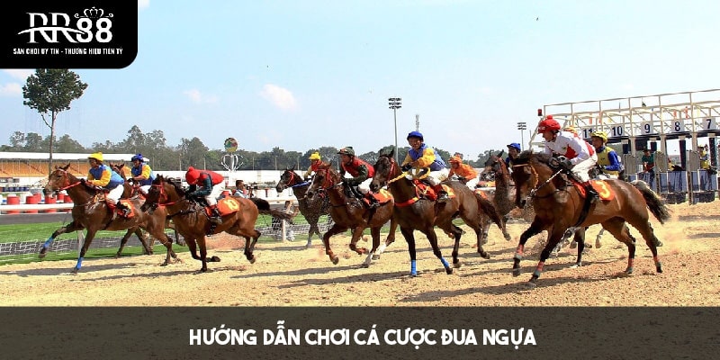 Thông tin cơ bản cần nắm khi tham gia cá cược đua ngựa